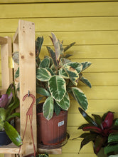 Load image into Gallery viewer, 10&quot; Ficus tineke
