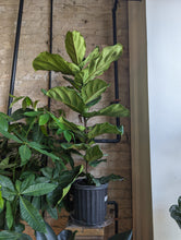 Load image into Gallery viewer, 10&quot; Ficus Lyrata (column)

