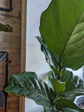 Load image into Gallery viewer, 10&quot; Ficus Lyrata (column)
