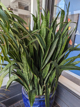 Load image into Gallery viewer, 17&quot; Sansevieria Jaboa (Shark Fin)
