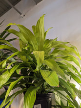 Load image into Gallery viewer, 10&quot; Dracaena Limelight
