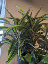Load image into Gallery viewer, 10&quot; Dracaena Warneckii Gold Star
