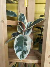 Load image into Gallery viewer, 6&quot; Ficus tineke
