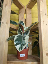 Load image into Gallery viewer, 6&quot; Ficus tineke
