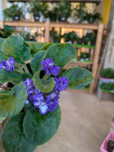 Load image into Gallery viewer, african violet plant
