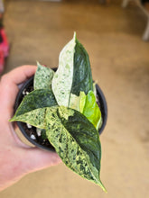 Load image into Gallery viewer, alocasia dragon scale mint
