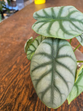 Load image into Gallery viewer, alocasia silver dragon leaves
