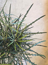 Load image into Gallery viewer, aralia elegantissima leaf
