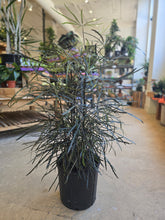 Load image into Gallery viewer, aralia elegantissima plant
