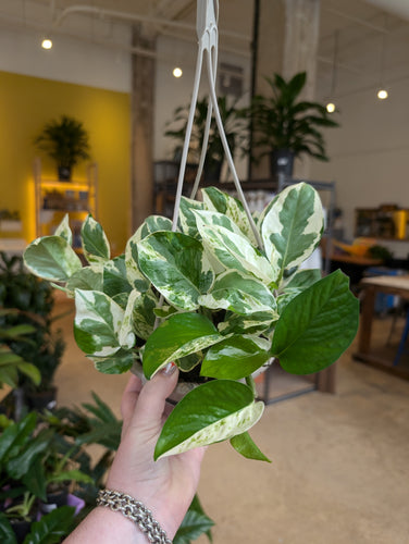 assorted philodendron and pothos hanging baskets