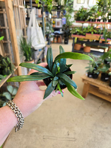 blue oil fern