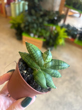 Load image into Gallery viewer, 2" Bonji Snake Plant
