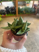 Load image into Gallery viewer, 2" Bonji Snake Plant
