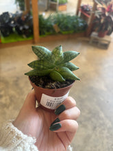 Load image into Gallery viewer, 2" Bonji Snake Plant
