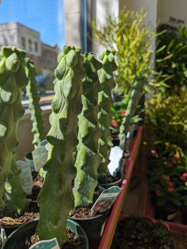 boobie cactus