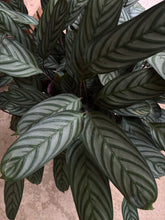 Load image into Gallery viewer, 10&quot; Calathea exotica
