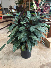 Load image into Gallery viewer, 10&quot; Calathea exotica
