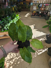 Load image into Gallery viewer, calathea musaica plant
