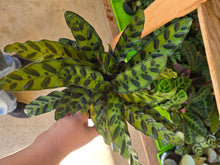Load image into Gallery viewer, calathea lancifolia plant
