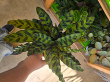 Load image into Gallery viewer, calathea lancifolia plant

