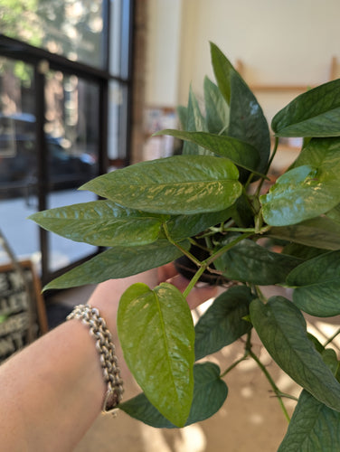 cebu blue pothos plant