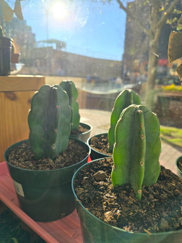 cereus jamacaru plants