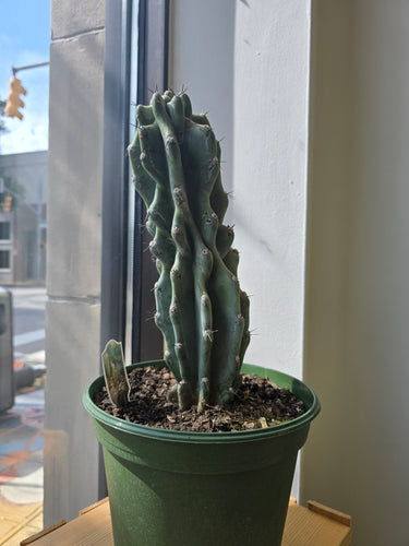 cereus monstrosus plant