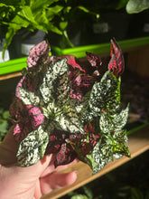 Load image into Gallery viewer, colorful splash plant
