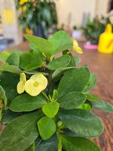 Load image into Gallery viewer, crown of thorns plant
