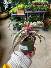Load image into Gallery viewer, 4&quot; Cryptanthus
