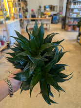 Load image into Gallery viewer, dracaena dragon
