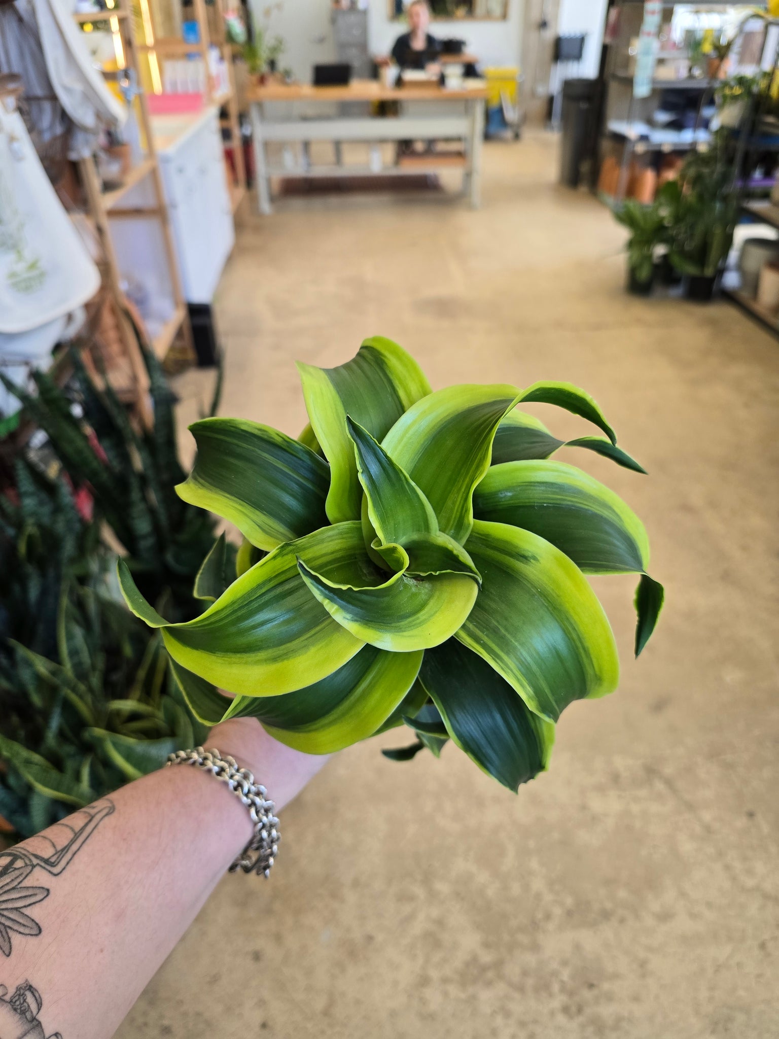dracaena asst 4" Dracaena 'dragon' (asst.) – Copperline Plant Co