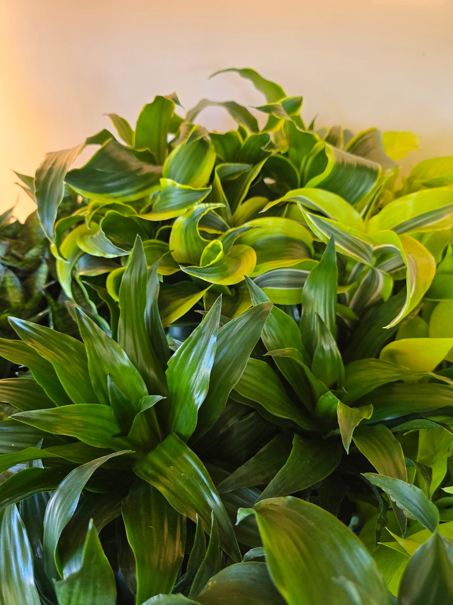 dracaena 4 4" Dracaena 'dragon' (asst.) – Copperline Plant Co