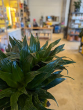 Load image into Gallery viewer, dracaena dragon plants
