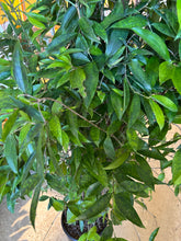 Load image into Gallery viewer, 14" Dracaena Godseffiana
