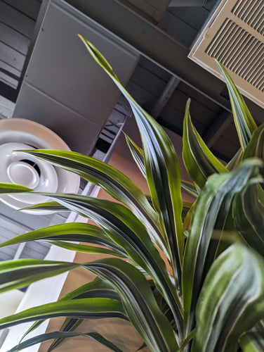 dracaena warneckii leaves