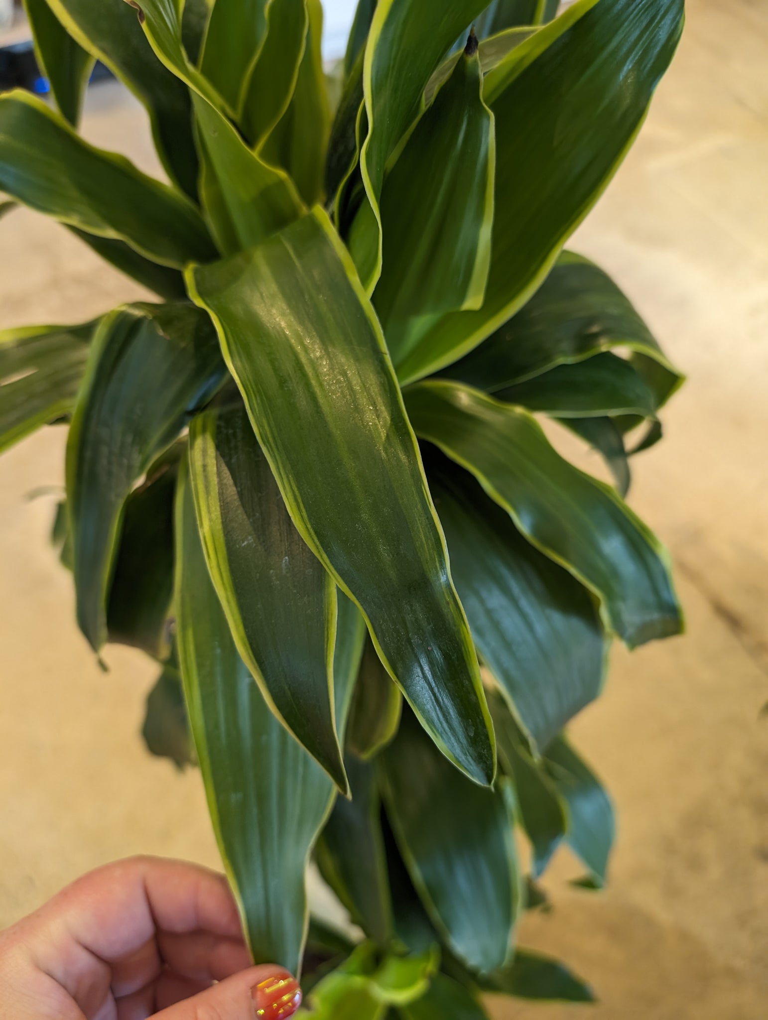 dracaena carmen 10" Dracaena Art Carmen Cane – Copperline Plant Co