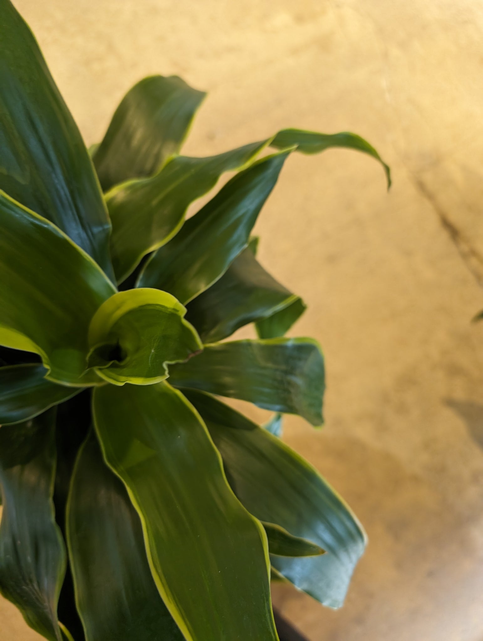 dracaena carmen plant 10" Dracaena Art Carmen Cane – Copperline Plant Co