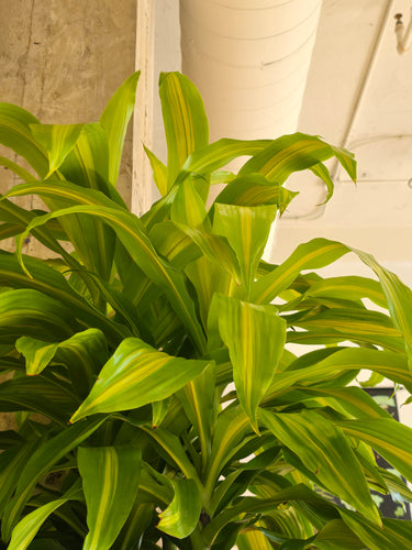 dracaena bronze bay plant