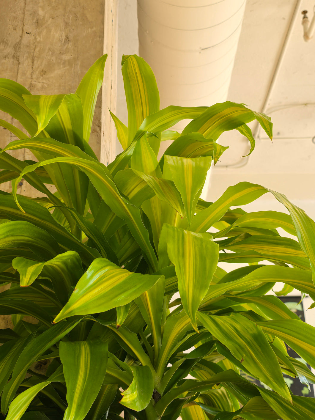 dracaena bronze bay plant