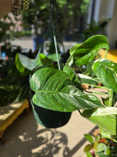 Load image into Gallery viewer, epripremnum pinatum albo
