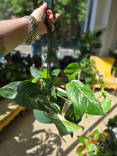 Load image into Gallery viewer, epripremnum hanging basket
