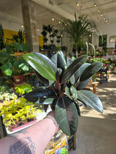 Load image into Gallery viewer, ficus elastica leaves
