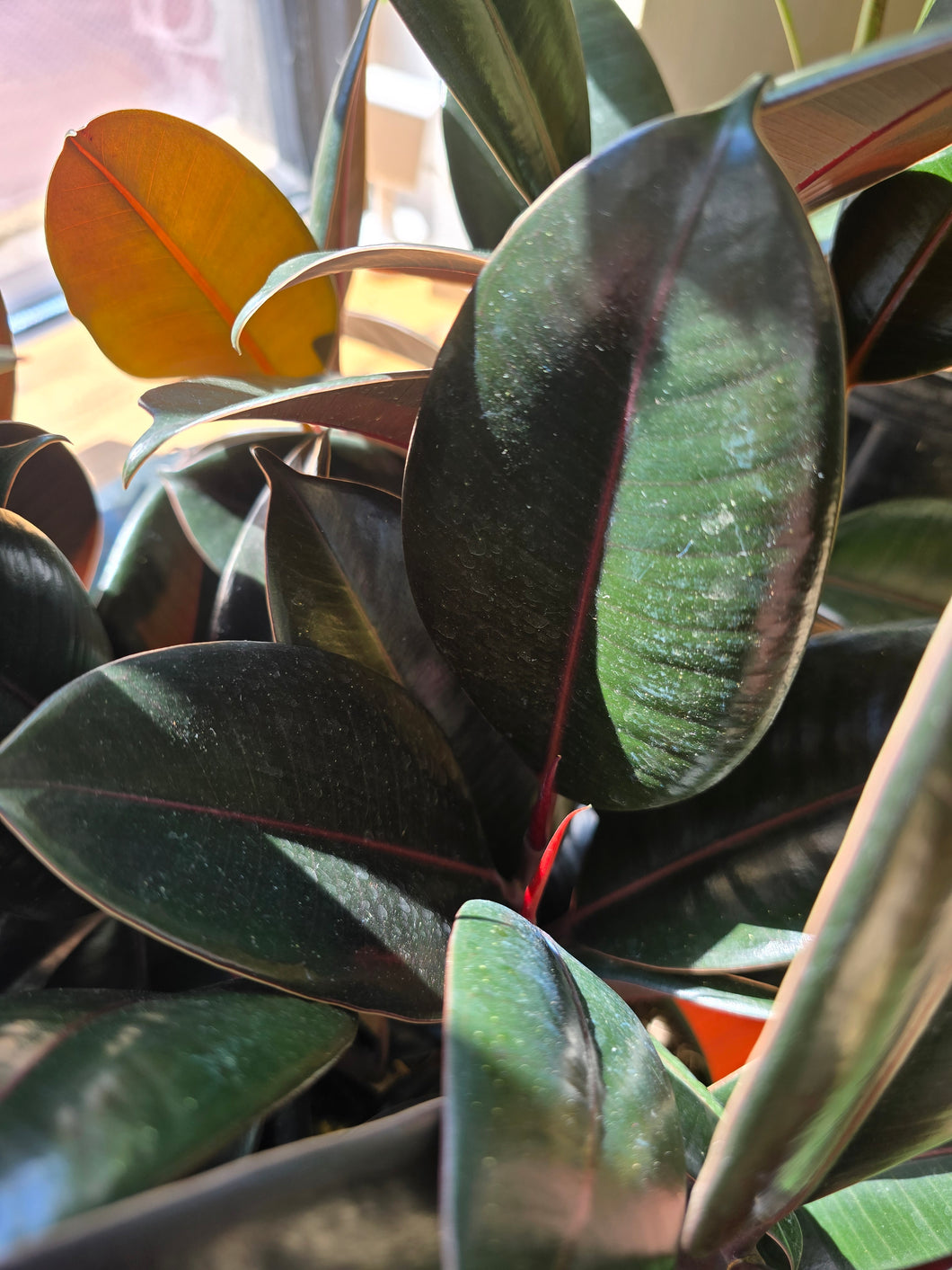 ficsu elastica leaves