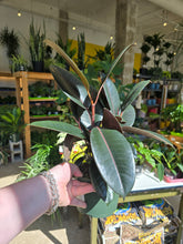 Load image into Gallery viewer, ficus elastica plant 
