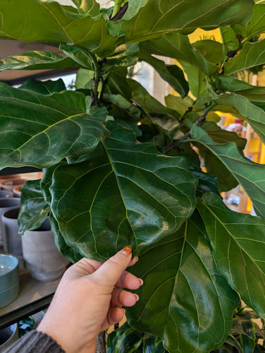 ficus lyrata leaves