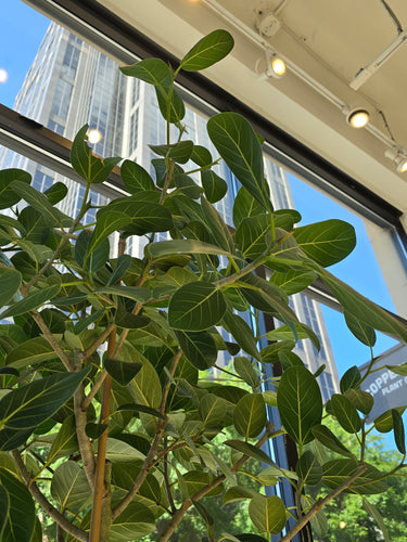 ficus audrey tree