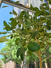 Load image into Gallery viewer, ficus audrey tree 
