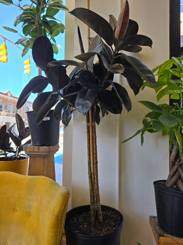 ficus elastica tree plant