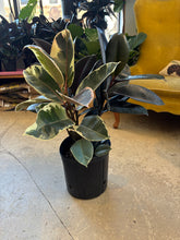 Load image into Gallery viewer, 10" Ficus elastica combo
